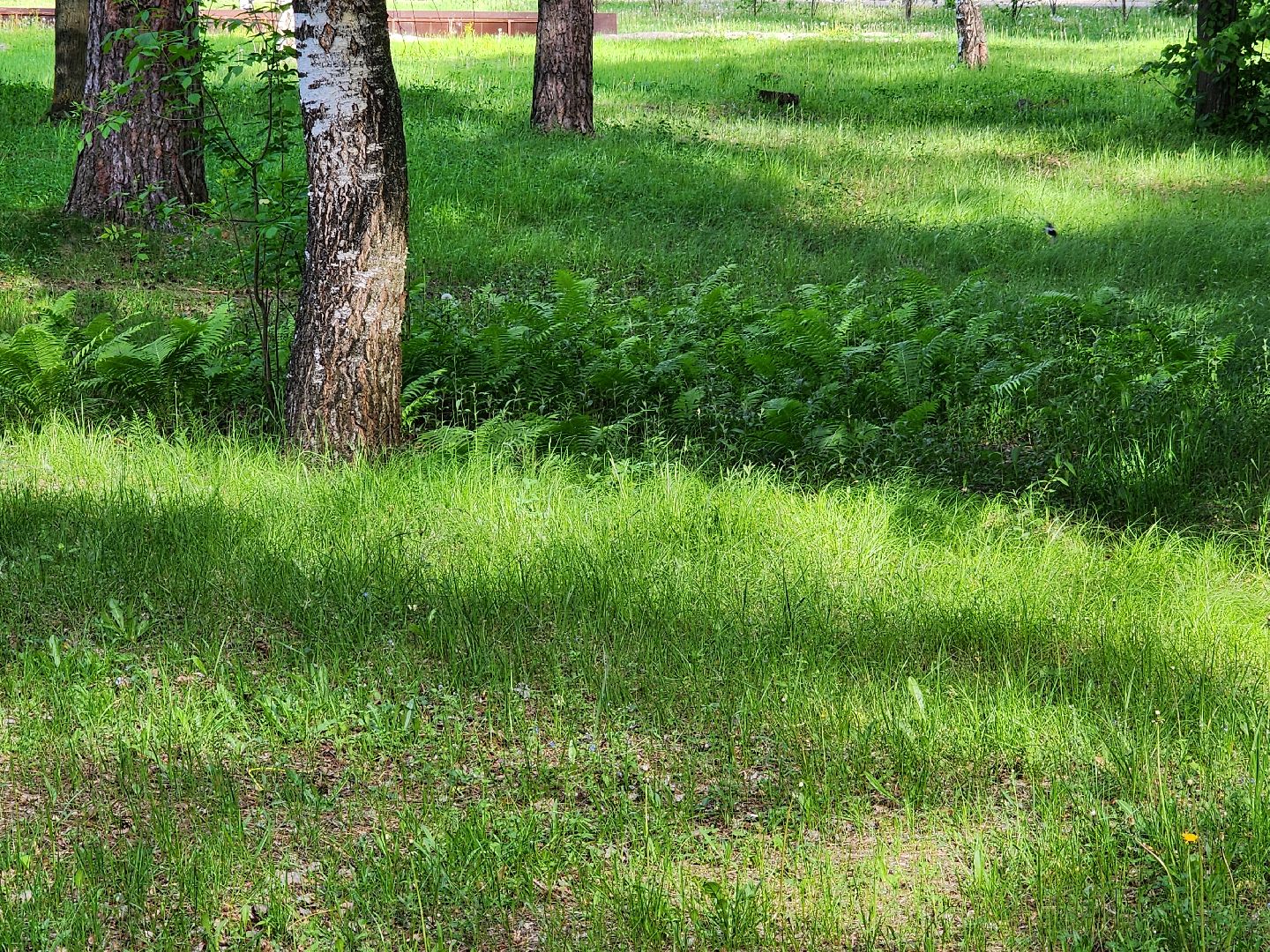шатурская больница, медицина подмосковья, сезон клещей,