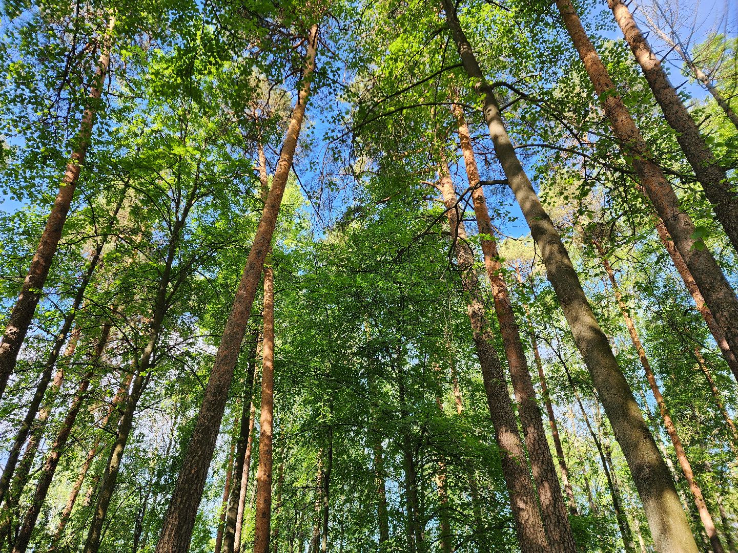 шатурская больница, медицина подмосковья, сезон клещей,