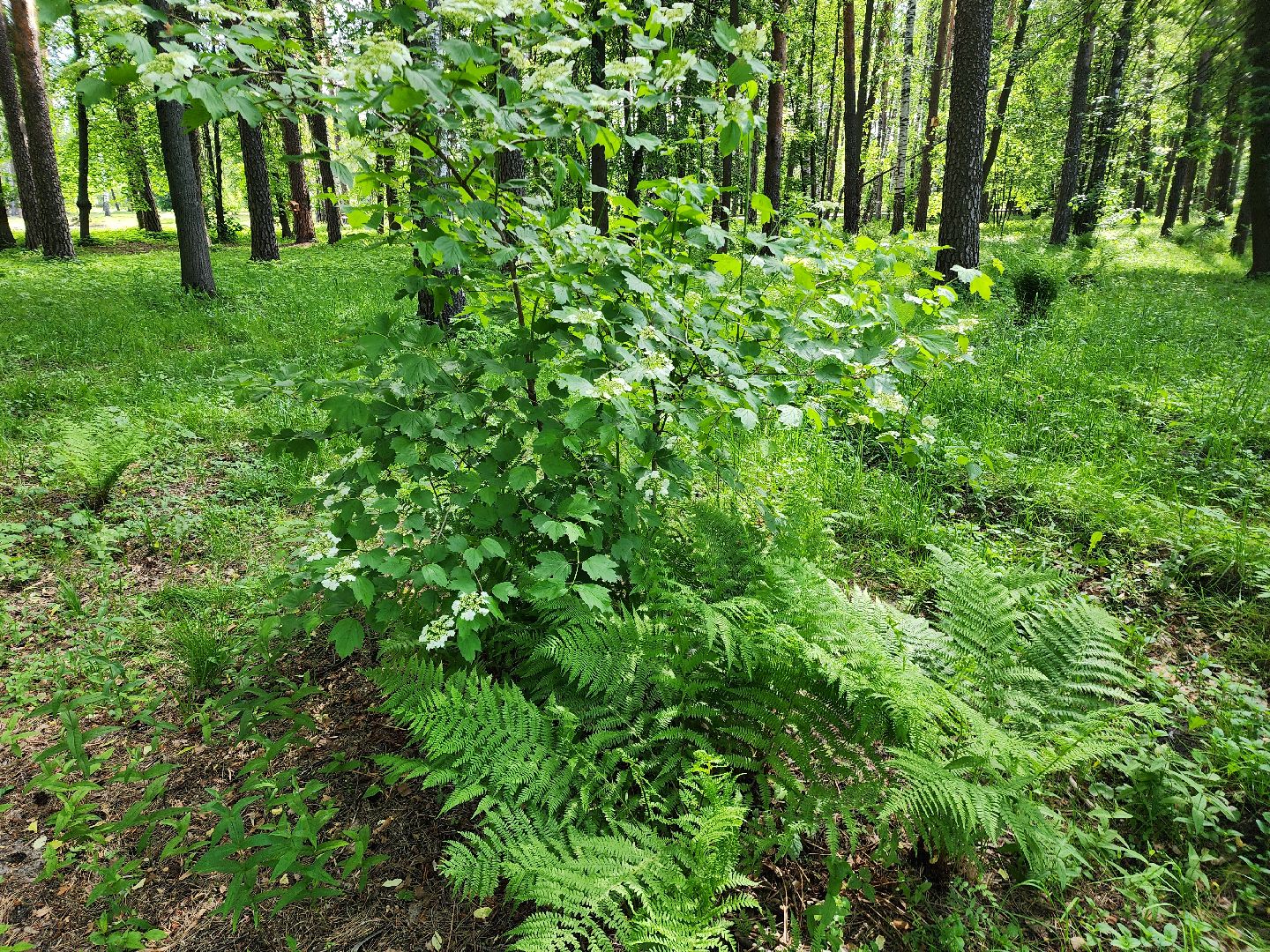 шатурская больница, медицина подмосковья, сезон клещей,