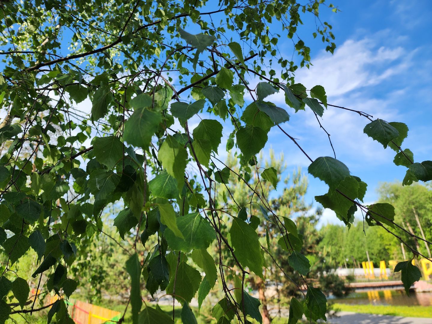 шатурская больница, медицина подмосковья, сезон клещей,