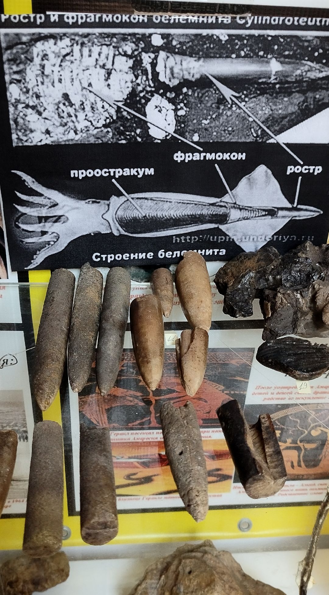 Палеонтолог, Бронницы, Музей