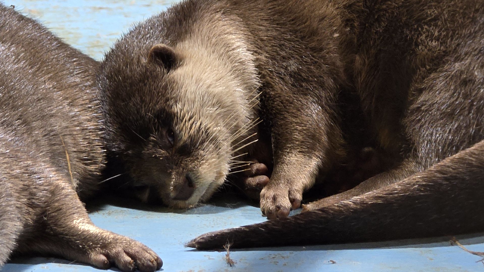 Коломна, экотуризм, крокодиловая ферма,экзотические животные,