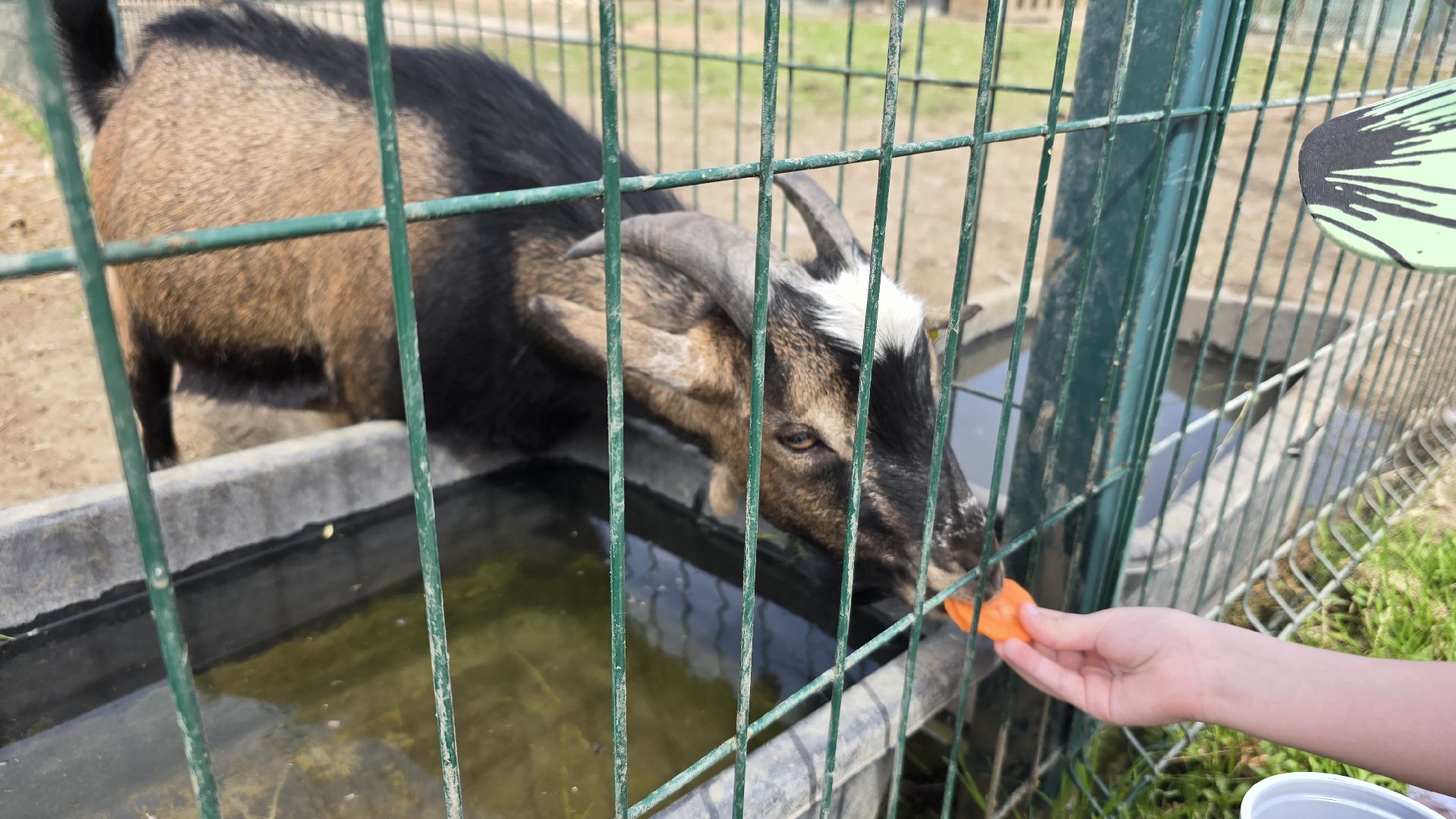 Коломна, экотуризм, крокодиловая ферма,экзотические животные,