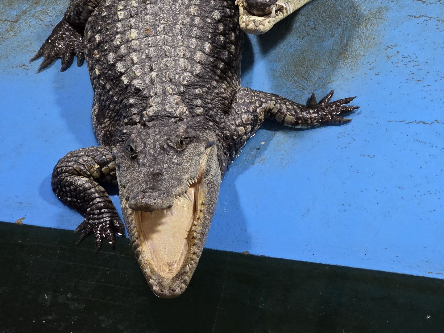 Коломна, экотуризм, крокодиловая ферма,экзотические животные,