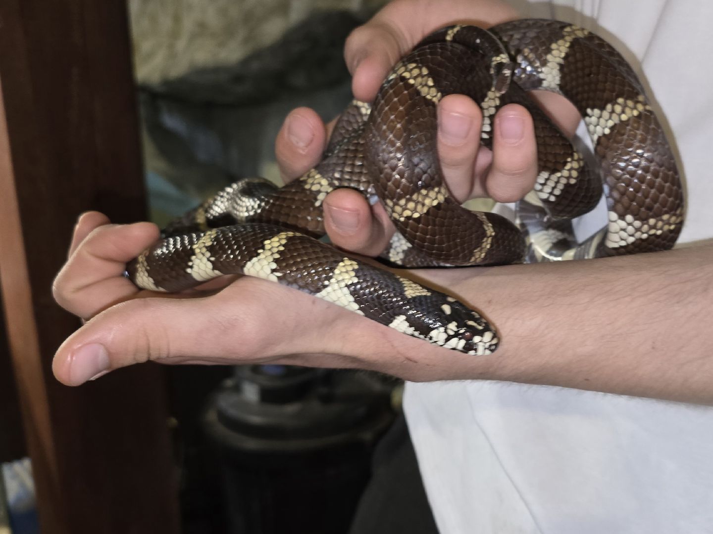 Коломна, экотуризм, крокодиловая ферма,экзотические животные,