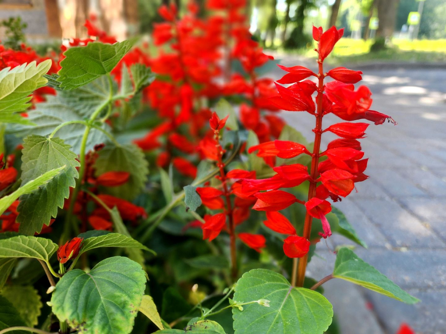 пущино, серпухов, благоустройство, клумбы,