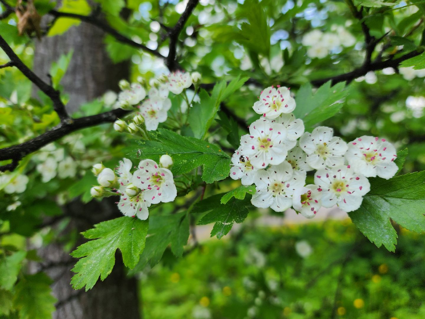 электросталь, голосование, благоустройство, сквер, жители,