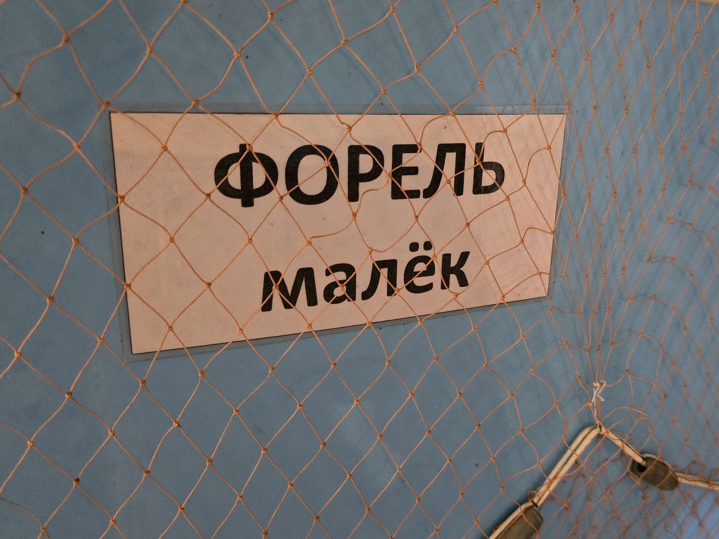 Коломна, экотуризм, разведение осетров,