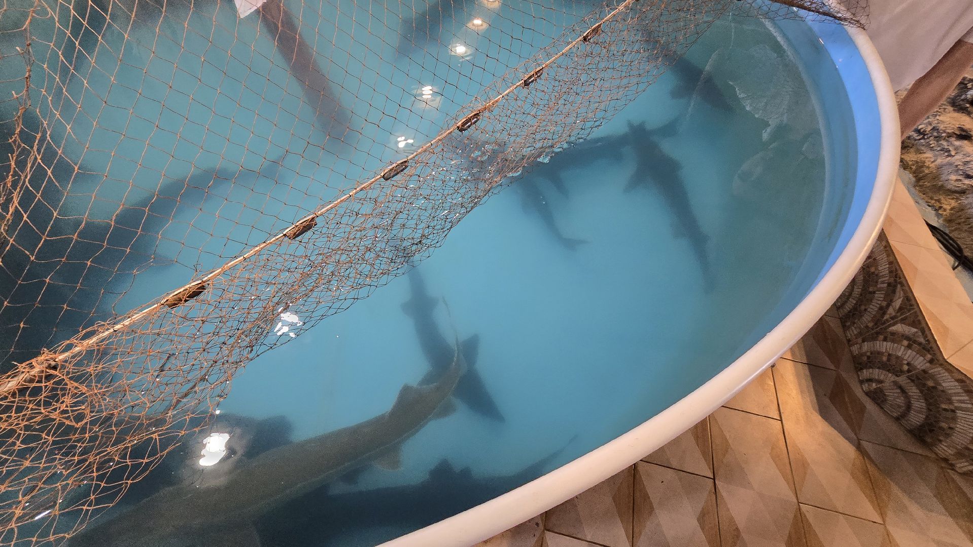 Коломна, экотуризм, разведение осетров,