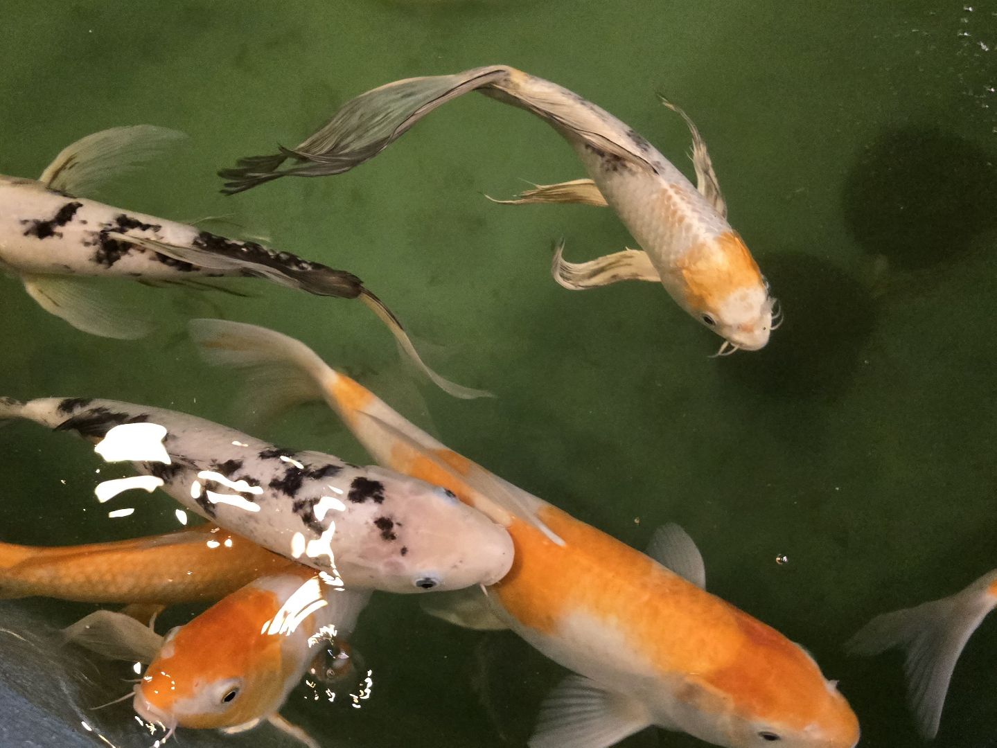 Коломна, экотуризм, разведение осетров,