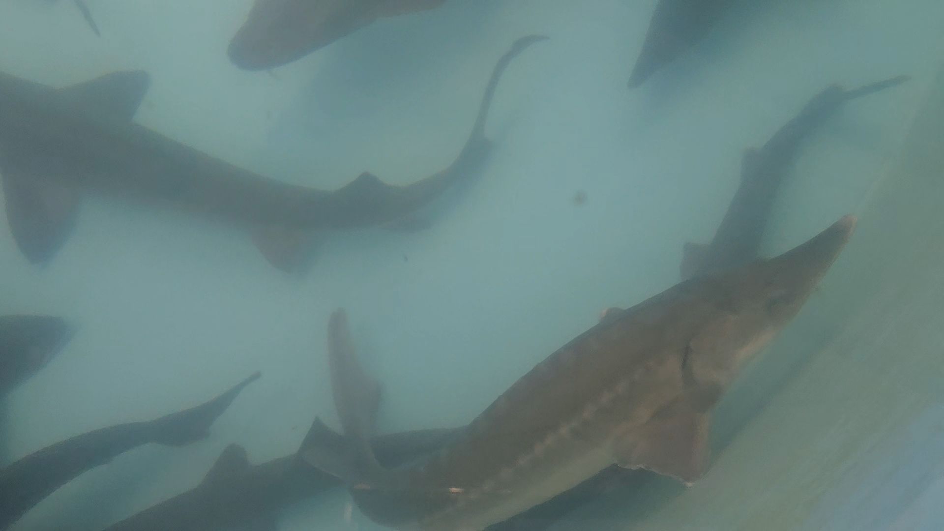 Коломна, экотуризм, разведение осетров,