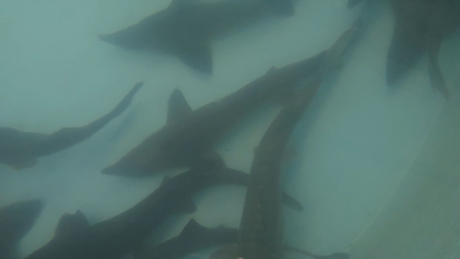 Коломна, экотуризм, разведение осетров,