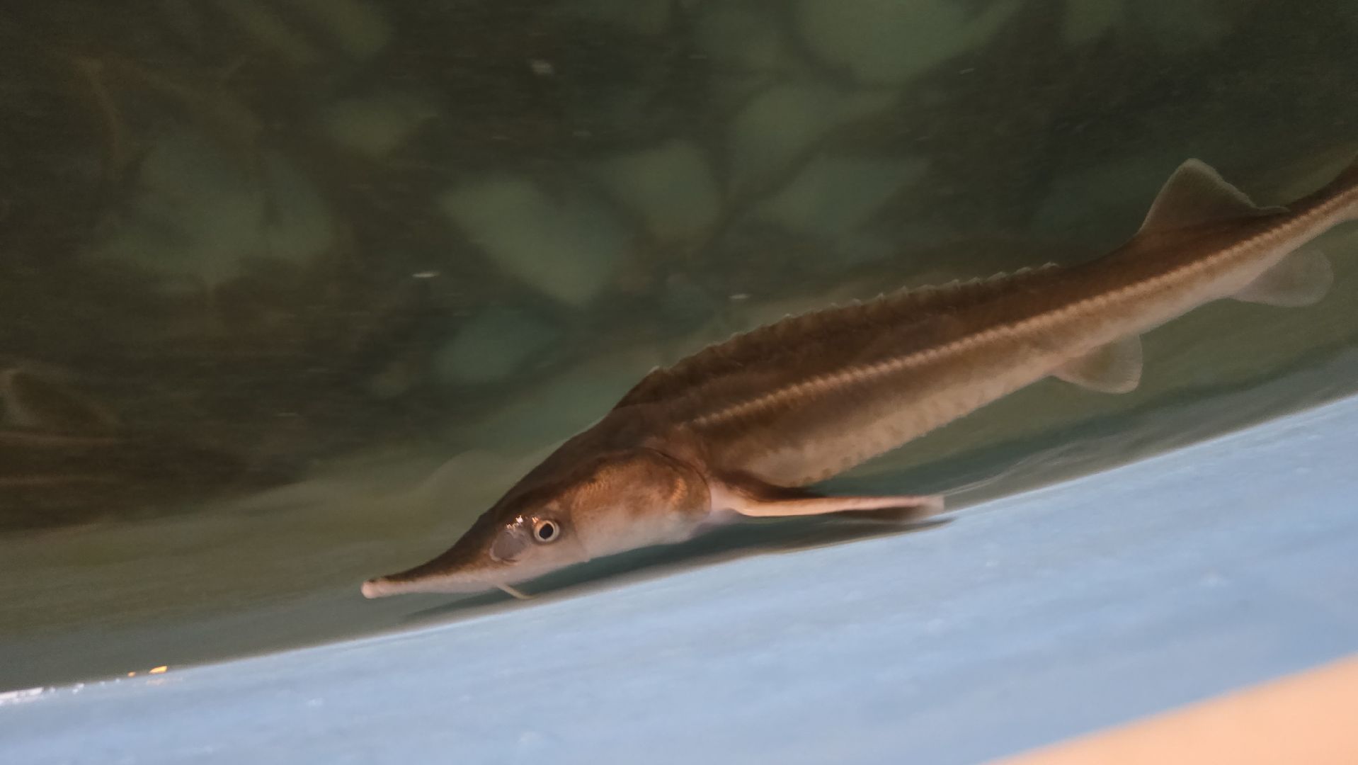 Коломна, экотуризм, разведение осетров,