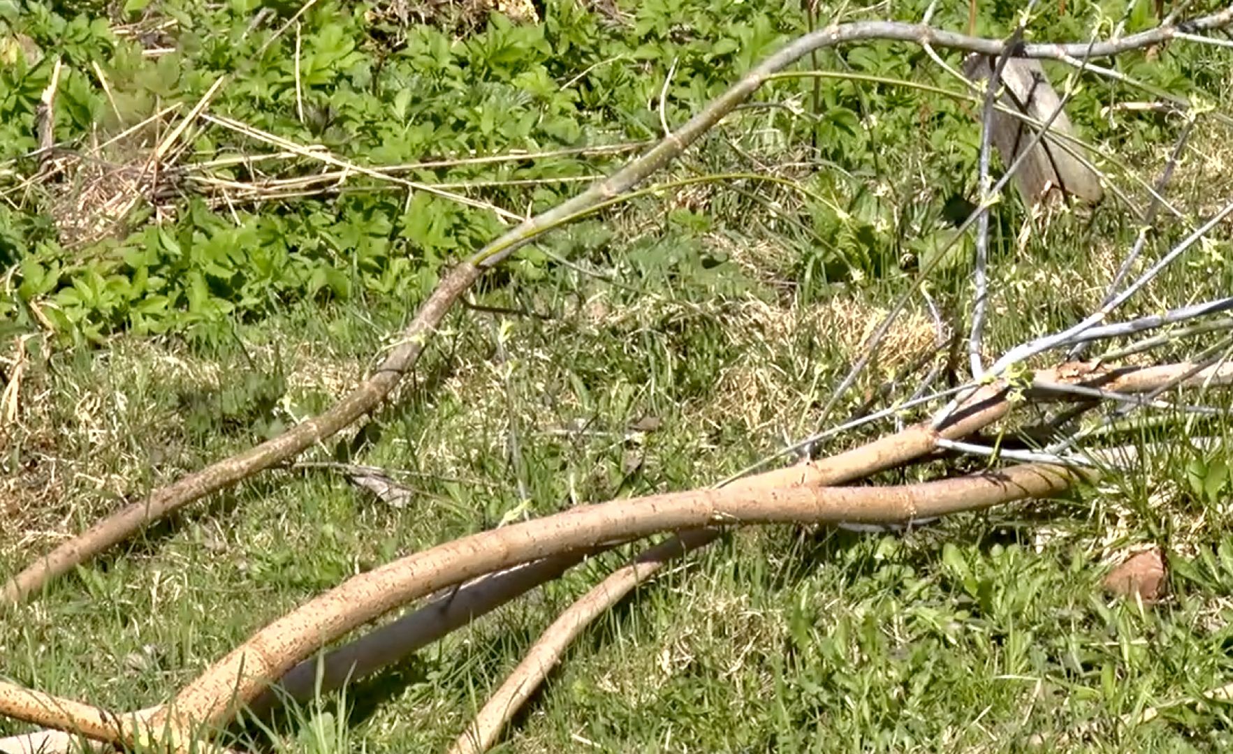 Клин, субботники, благоустройство, перемены