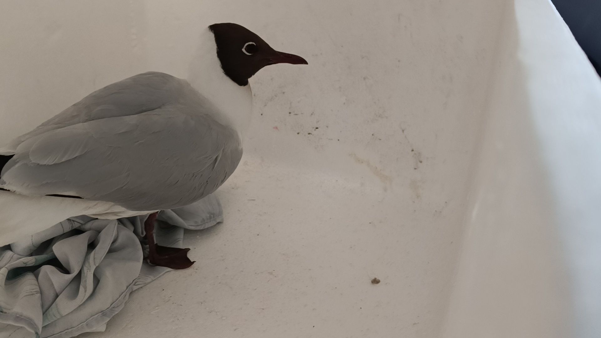 чайка, лобня, полиция,