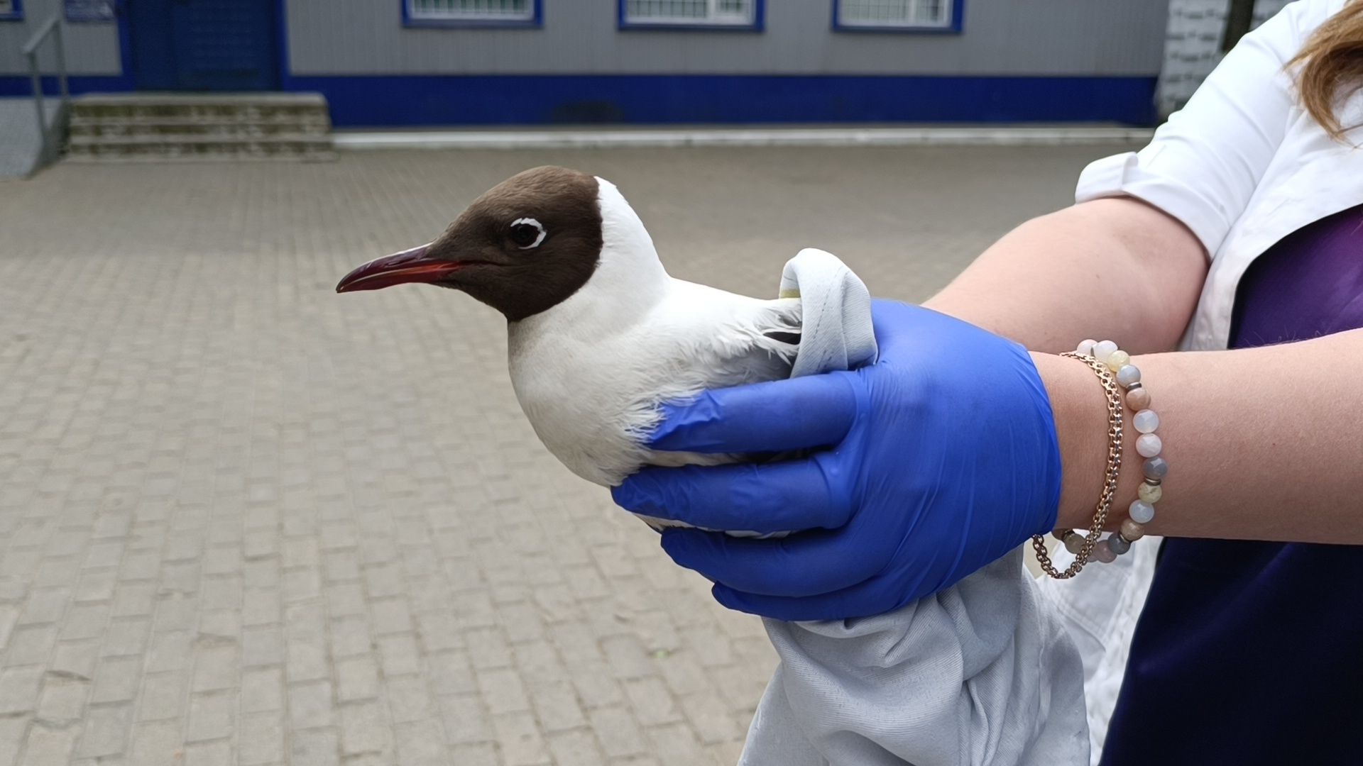 чайка, лобня, полиция,