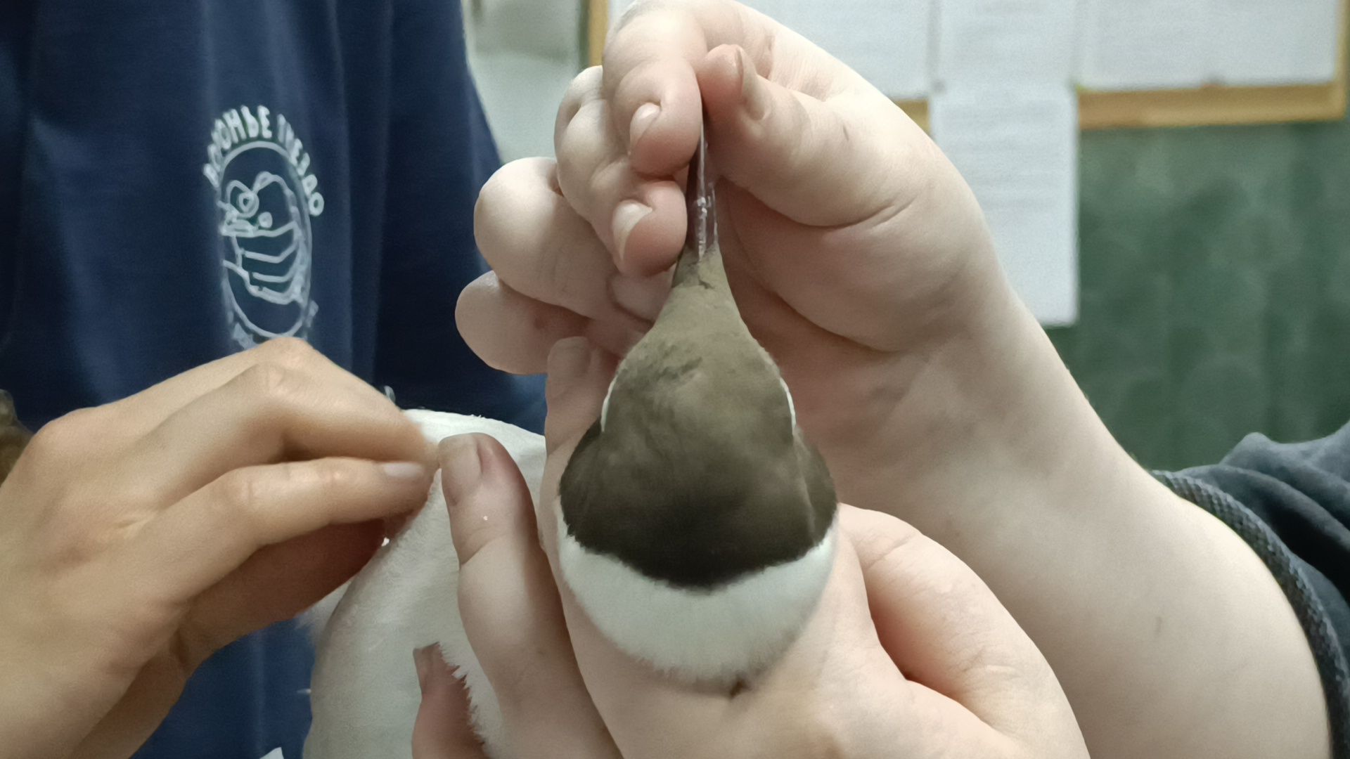 чайка, лобня, полиция,