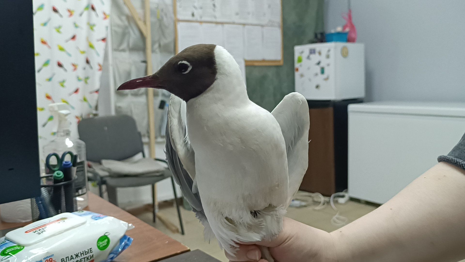 чайка, лобня, полиция,