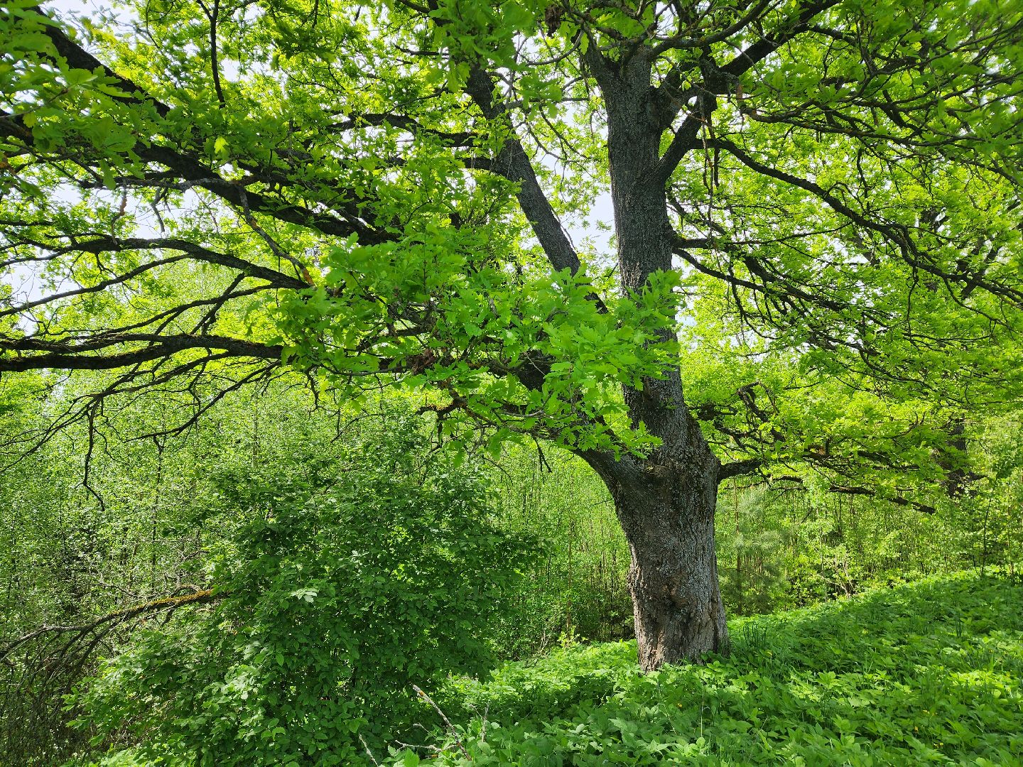красноармейск, городской округ пушкинский, развитие бизнеса, центр здоровья, строительство,