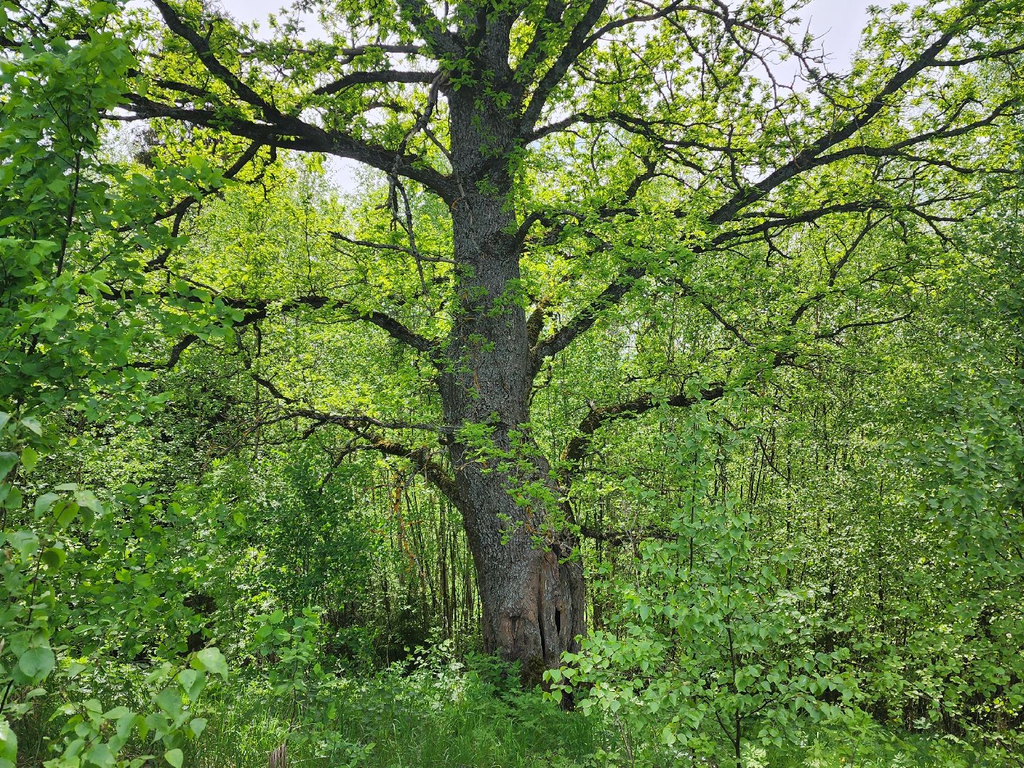 красноармейск, городской округ пушкинский, развитие бизнеса, центр здоровья, строительство,