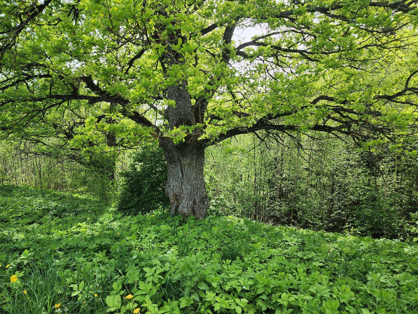 красноармейск, городской округ пушкинский, развитие бизнеса, центр здоровья, строительство,