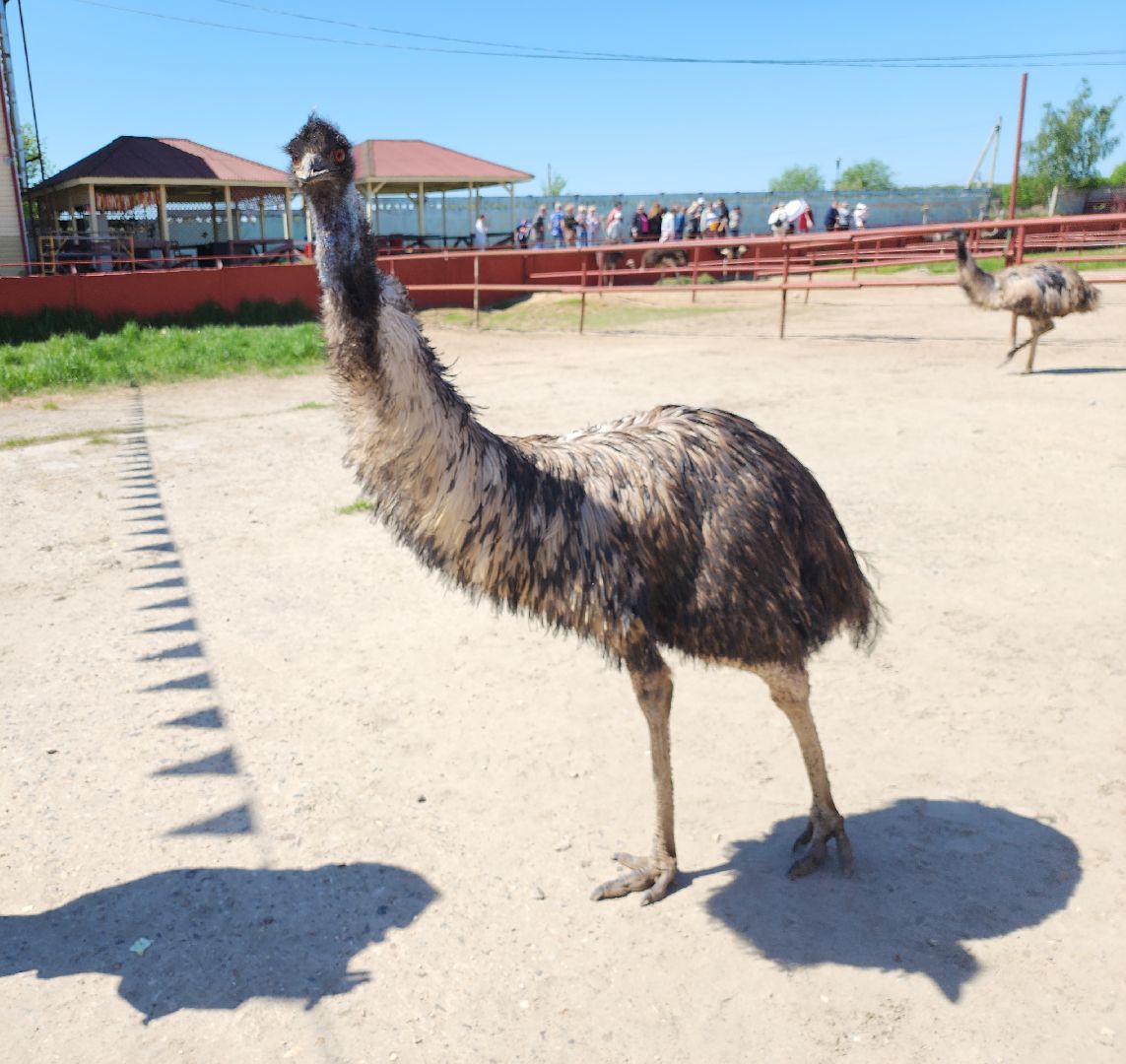 серпухов, подмосковье, страусиная ферма,