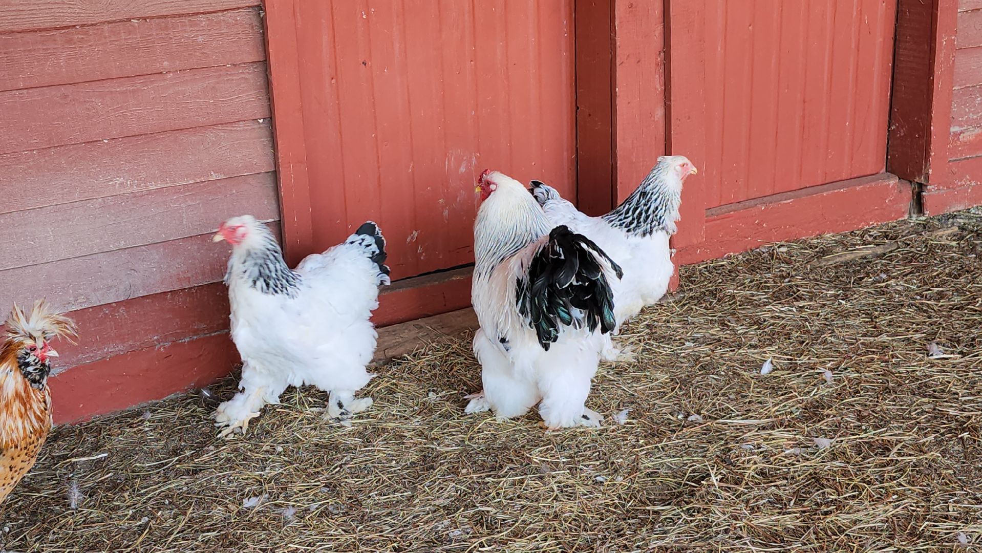 серпухов, подмосковье, страусиная ферма,
