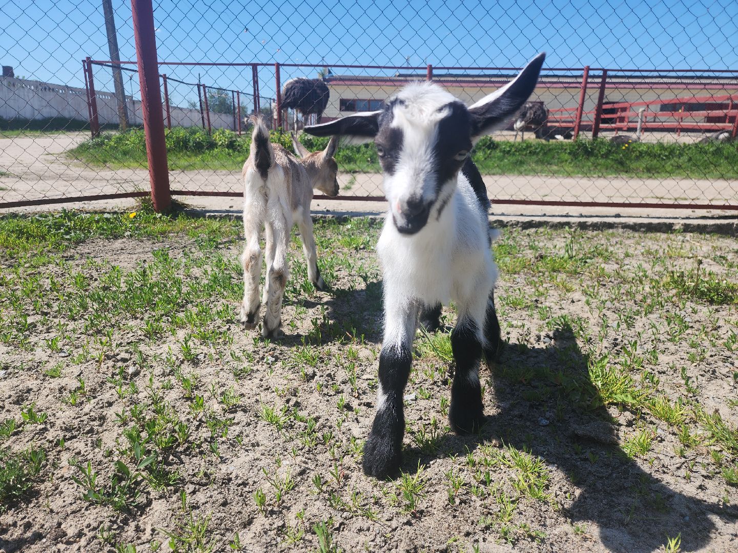 серпухов, подмосковье, страусиная ферма,