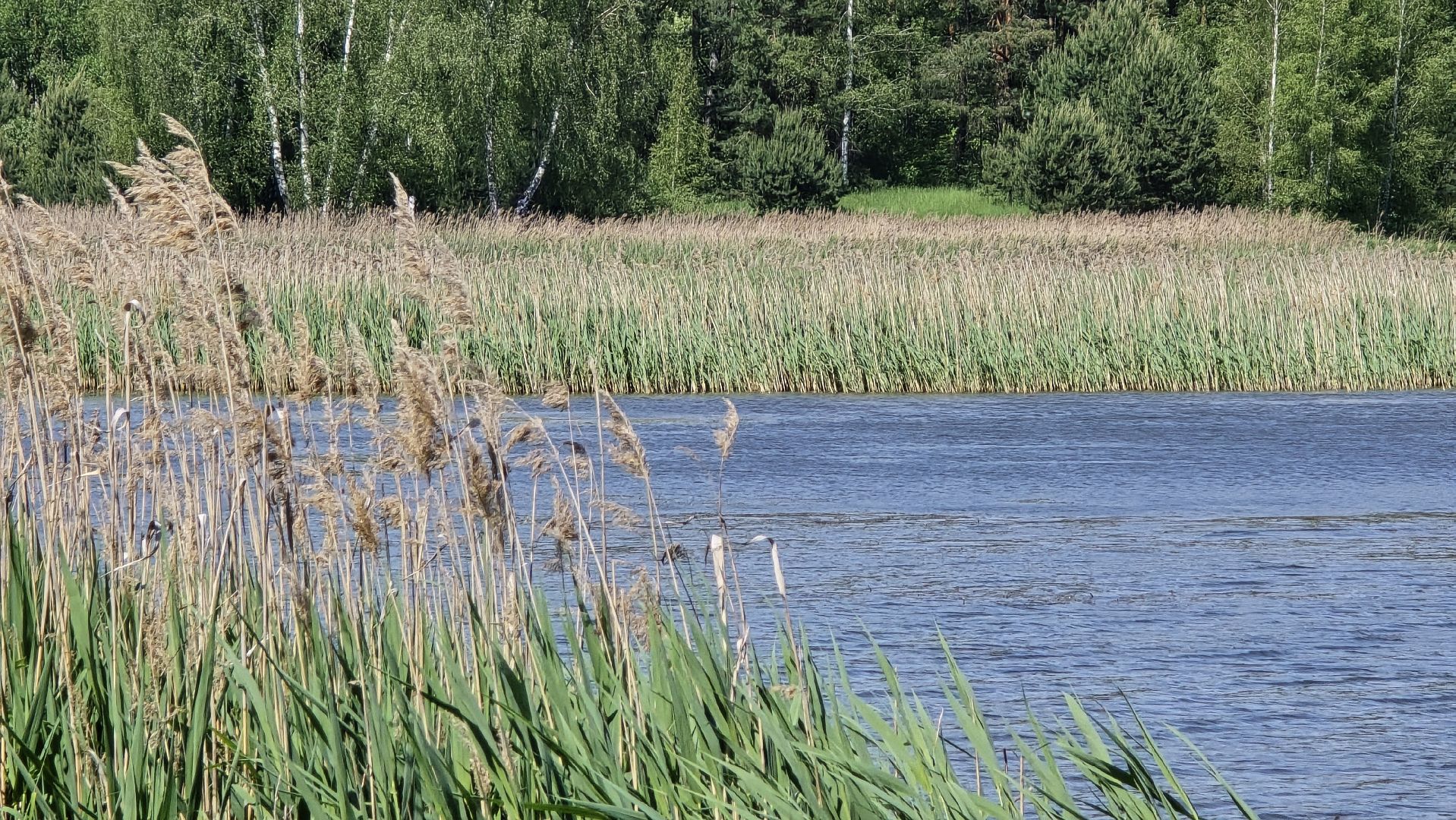 Коломна, рыбхоз, природный заповедник, краснокнижные животные,
