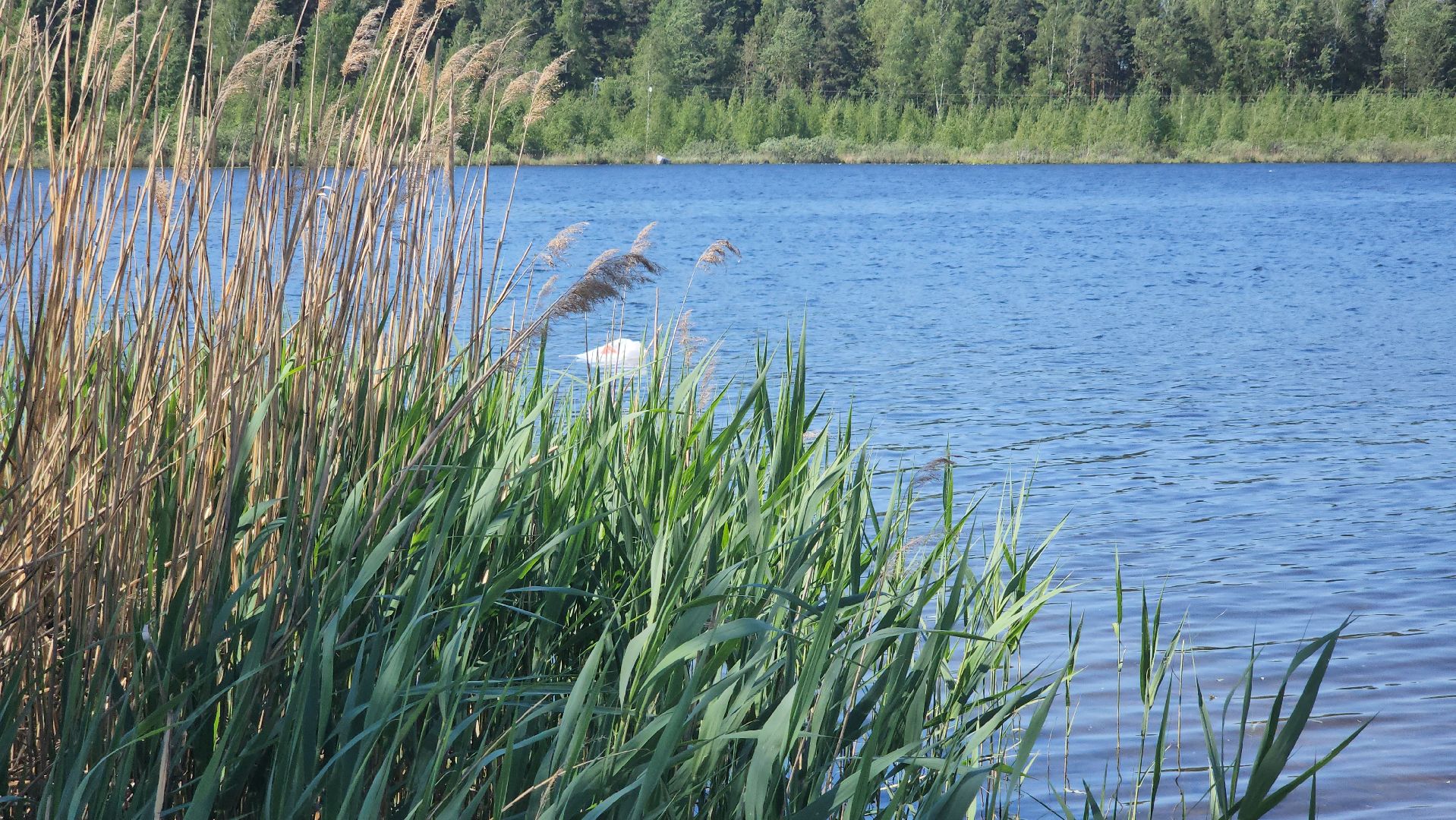 купальный сезон, орехово-зуевский округ,
