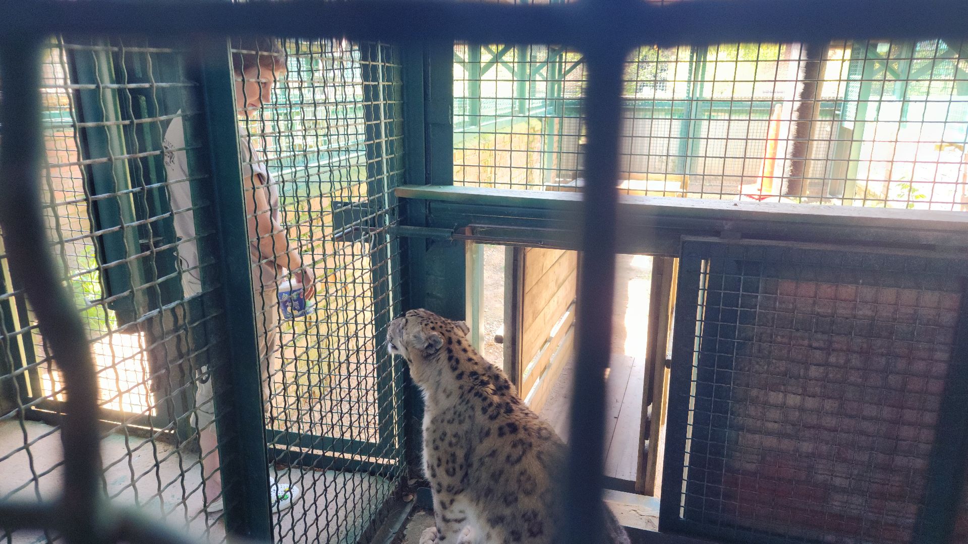 волоколамск,  редкие животные, снежный барс, ирбис,