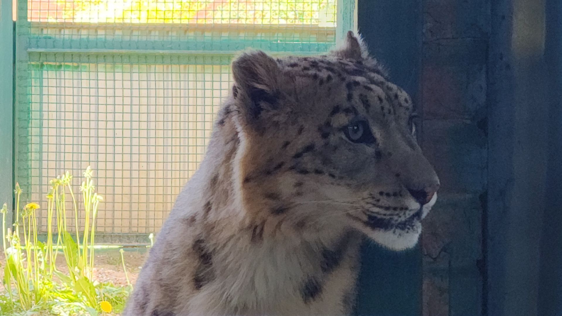 волоколамск,  редкие животные, снежный барс, ирбис,