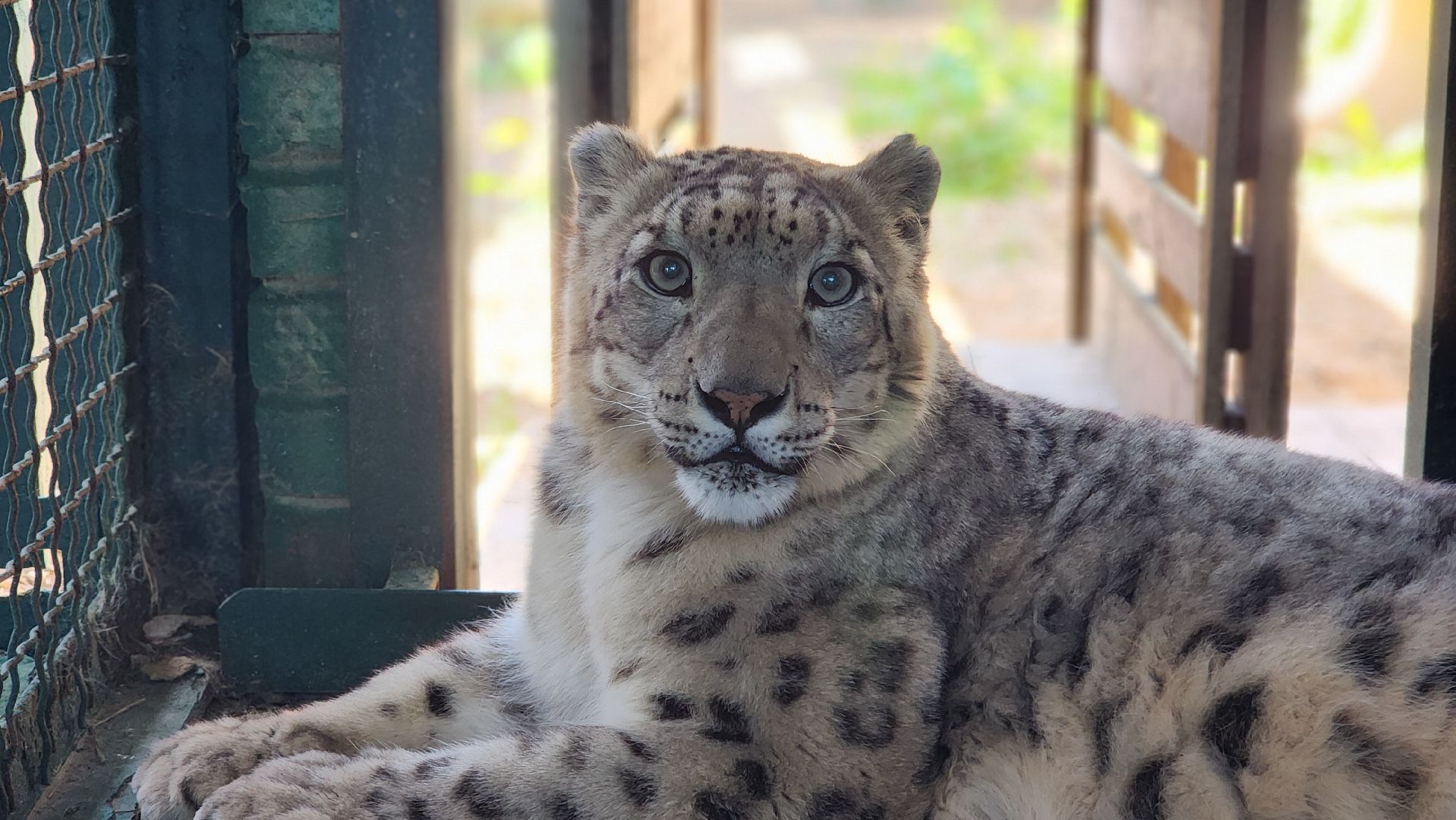 волоколамск,  редкие животные, снежный барс, ирбис,