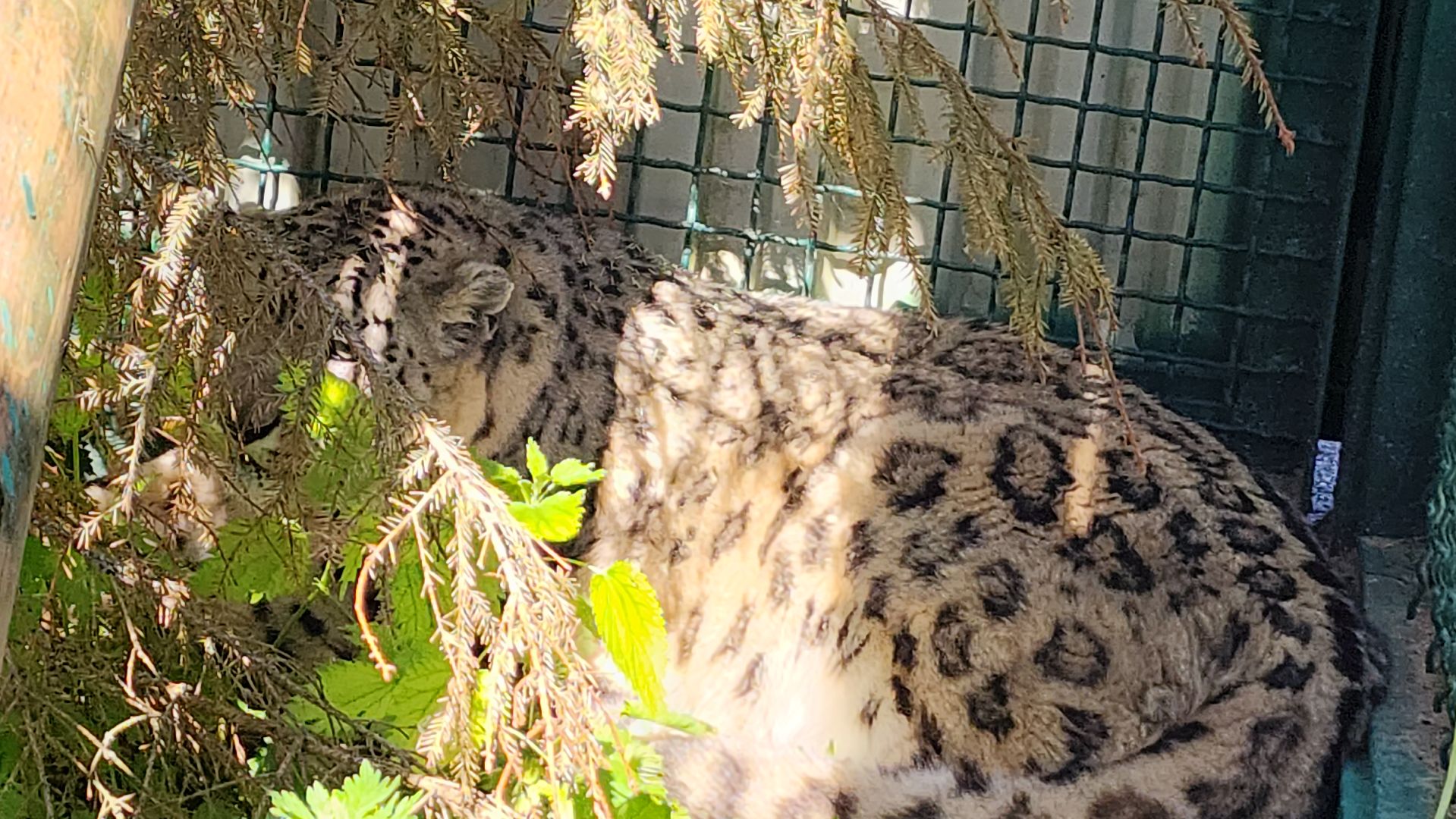 волоколамск,  редкие животные, снежный барс, ирбис,