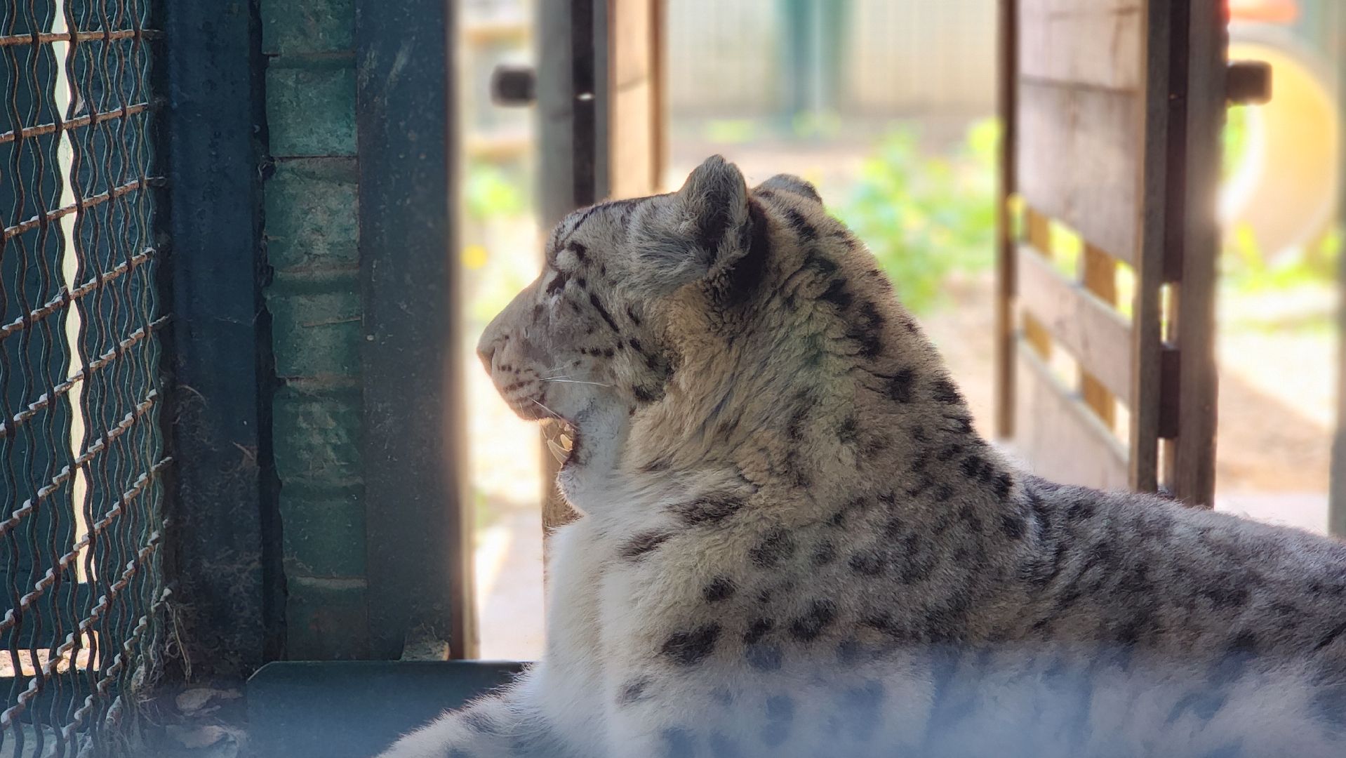 волоколамск,  редкие животные, снежный барс, ирбис,