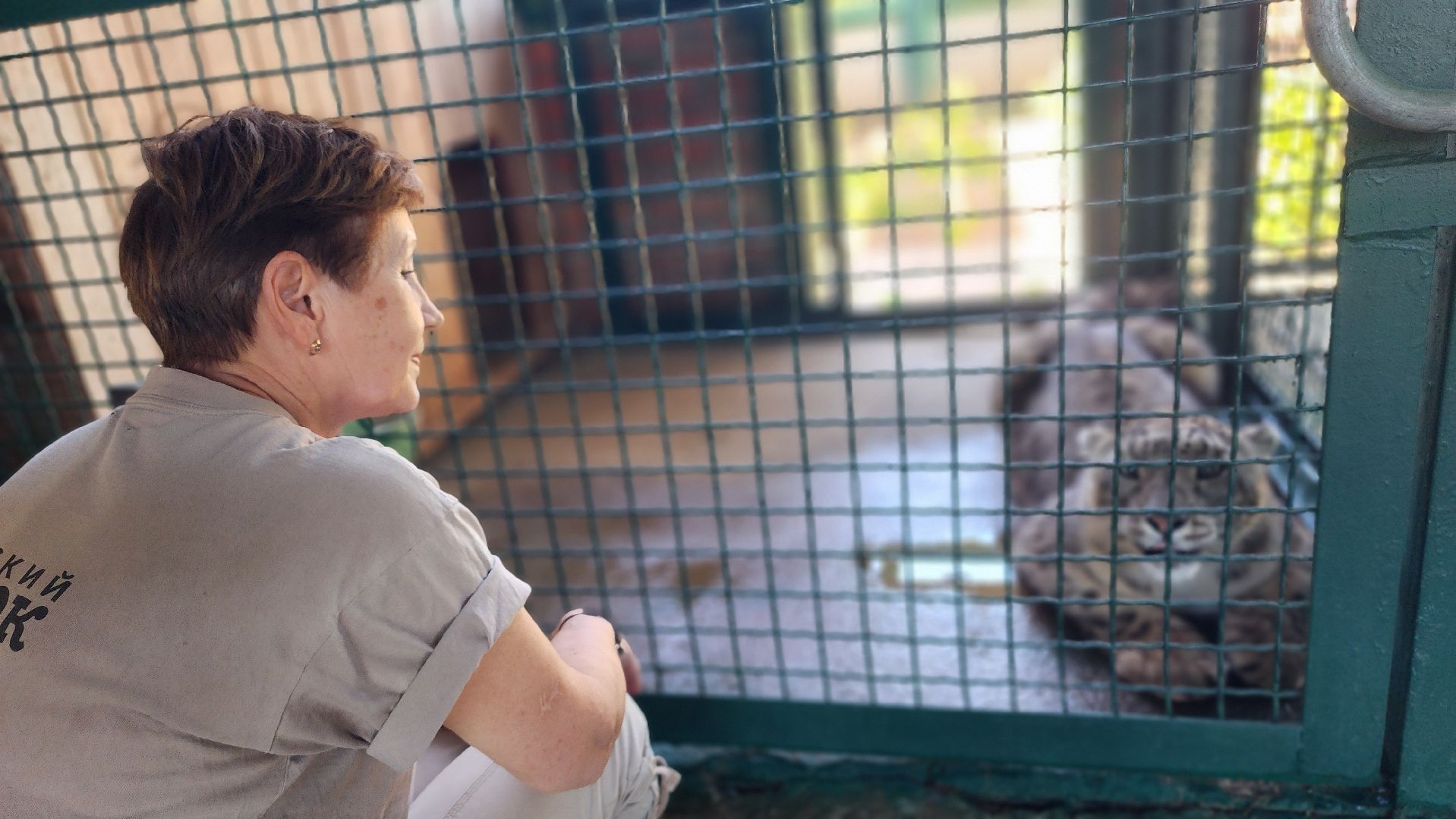 волоколамск,  редкие животные, снежный барс, ирбис,