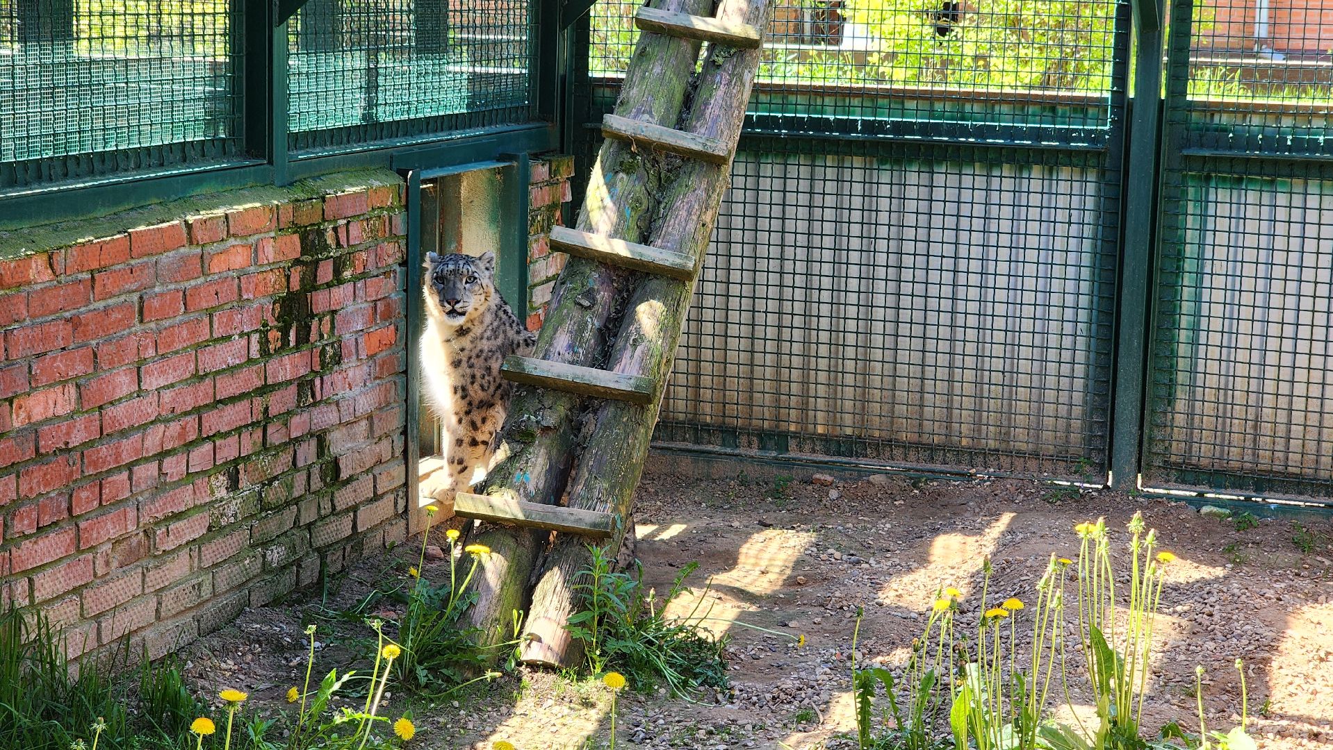 волоколамск,  редкие животные, снежный барс, ирбис,