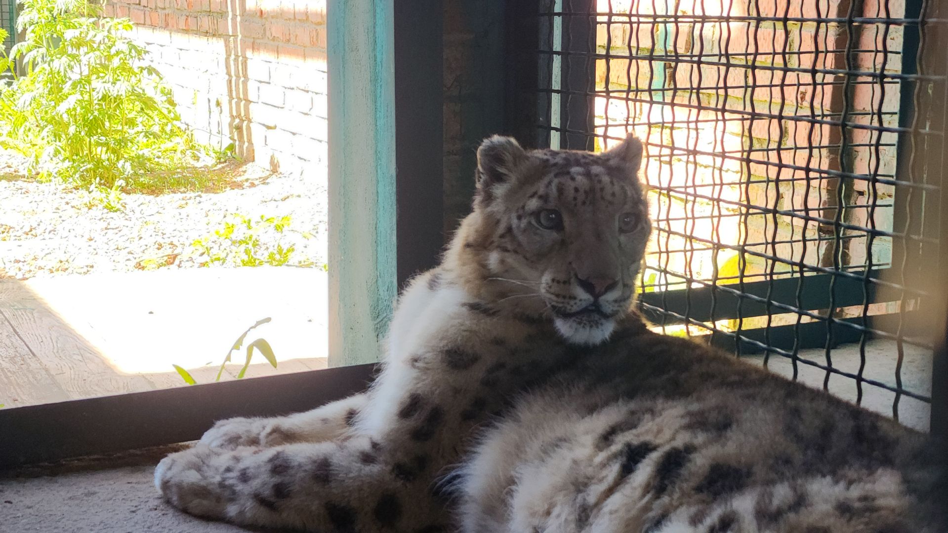 волоколамск,  редкие животные, снежный барс, ирбис,