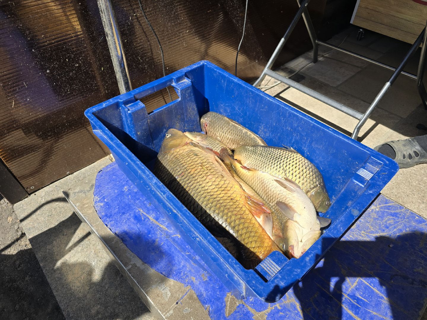 Коломна, рыбхоз, рыбалка, зона отдыха,