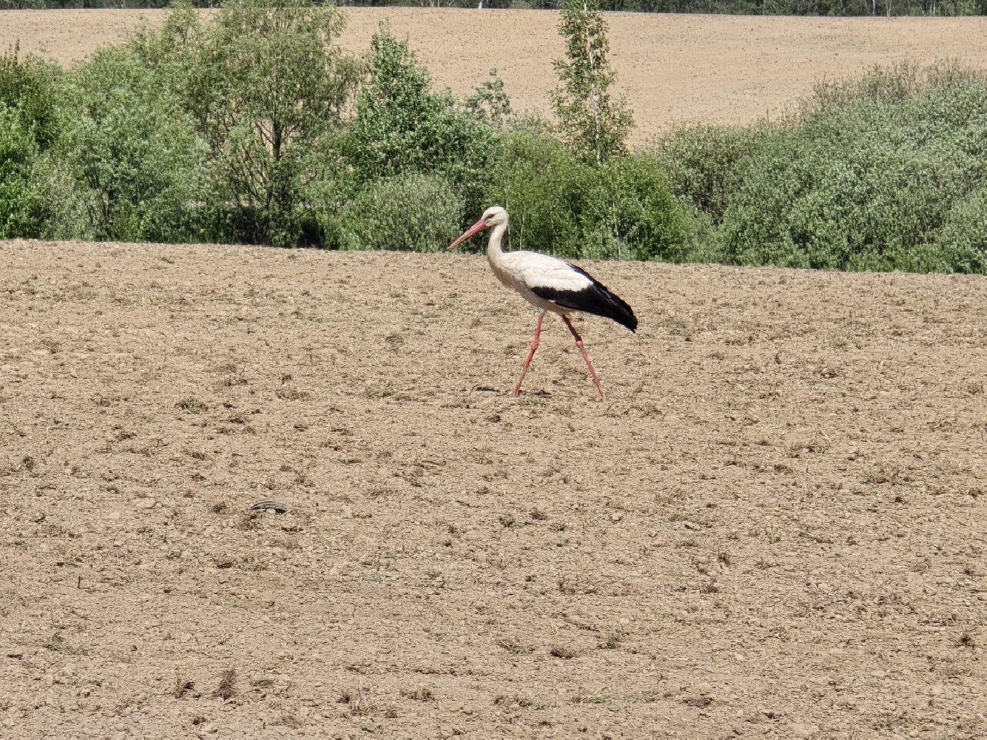 можайск, можайский муниципальный округ, подмосковье, сельское хозяйство, колхоз уваровский,
