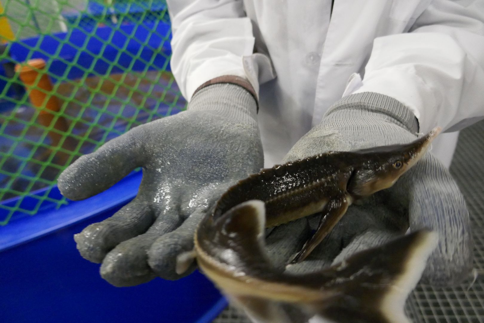 Подольск, наука, осетр, рыба