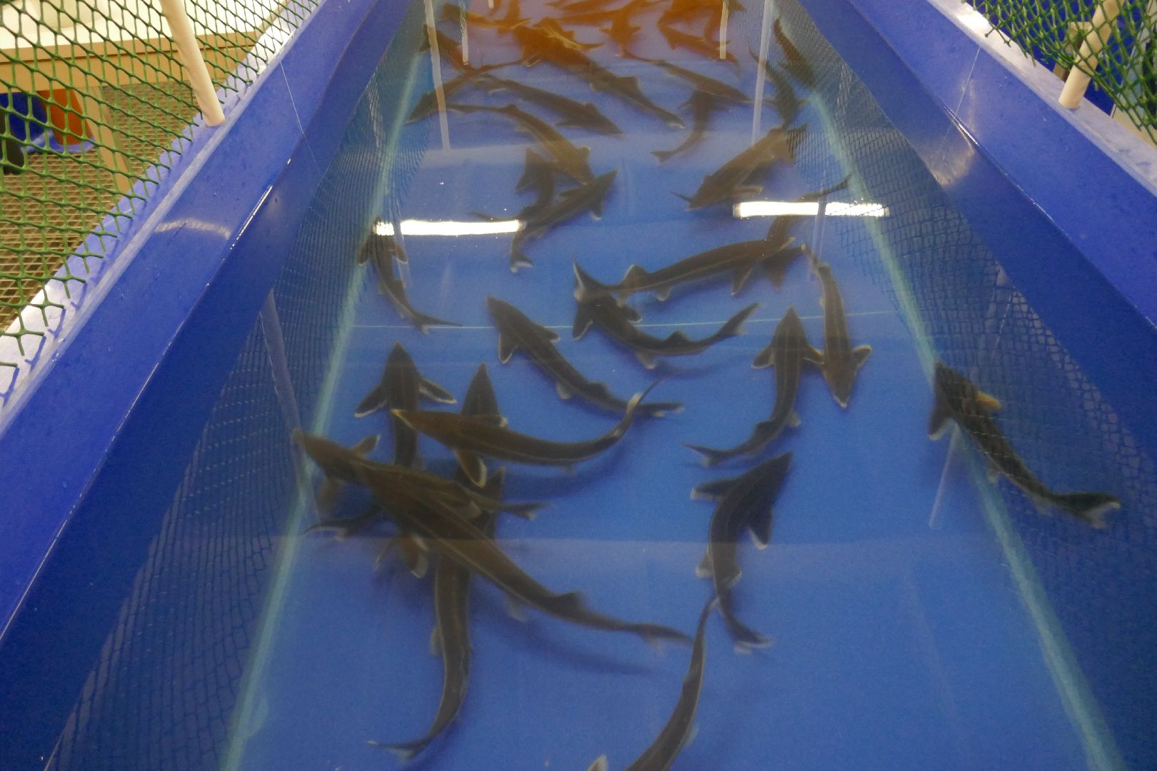 Подольск, наука, осетр, рыба