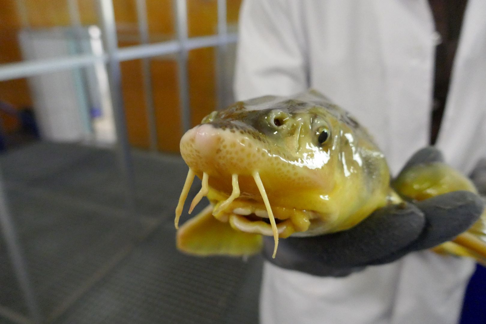 Подольск, наука, осетр, рыба