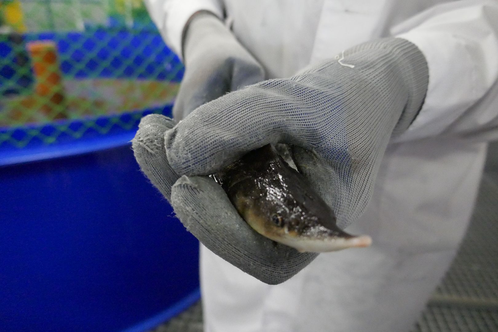 Подольск, наука, осетр, рыба