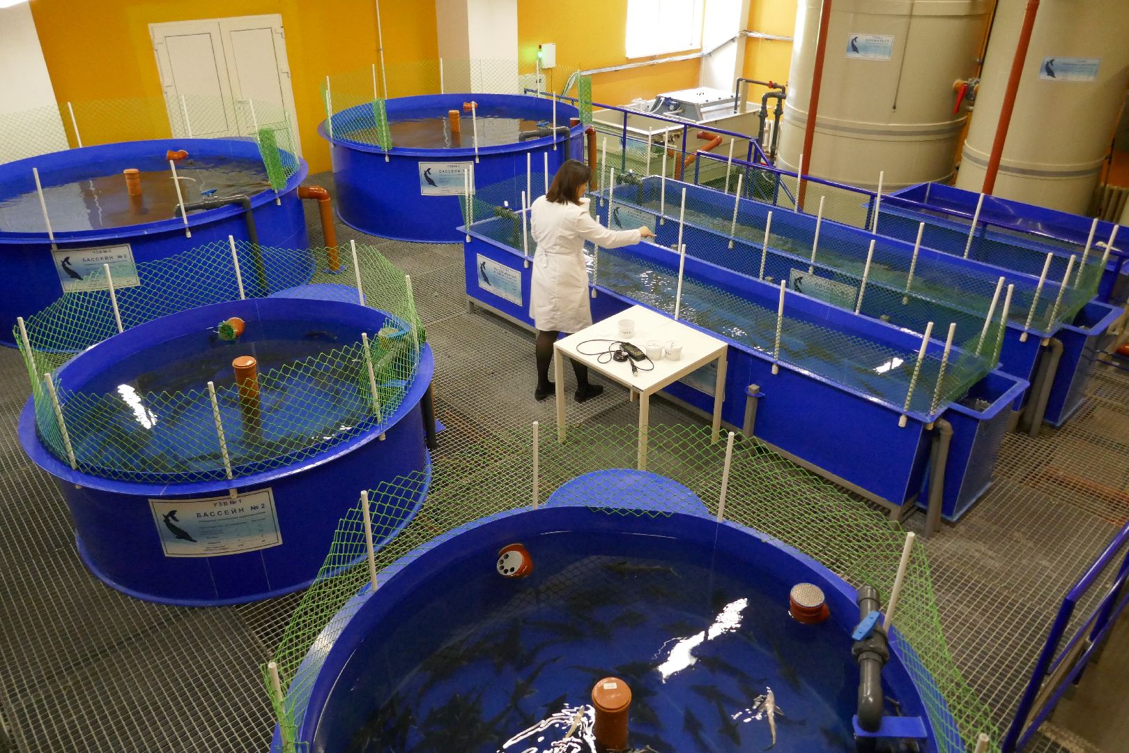 Подольск, наука, осетр, рыба