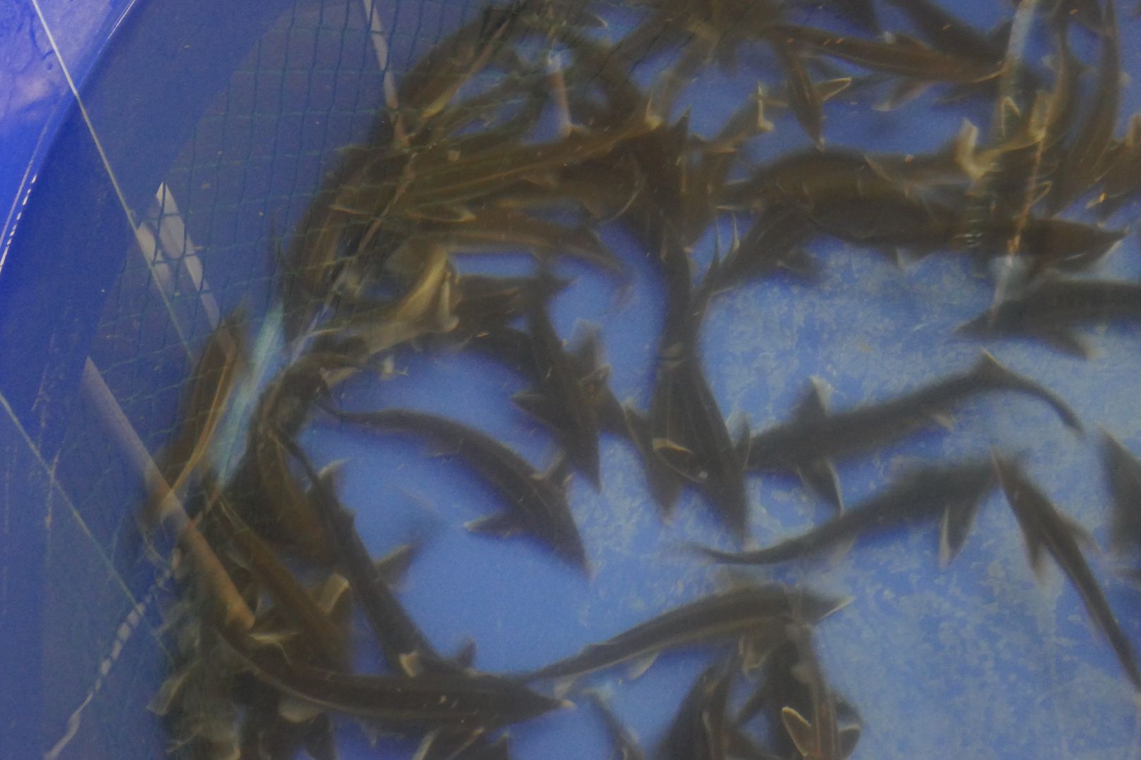 Подольск, наука, осетр, рыба