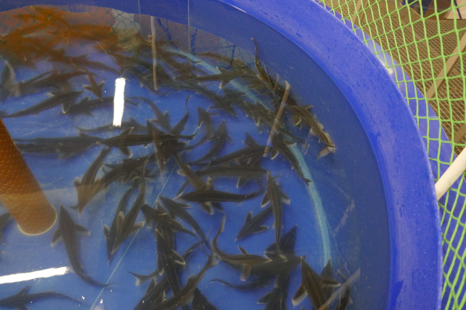 Подольск, наука, осетр, рыба