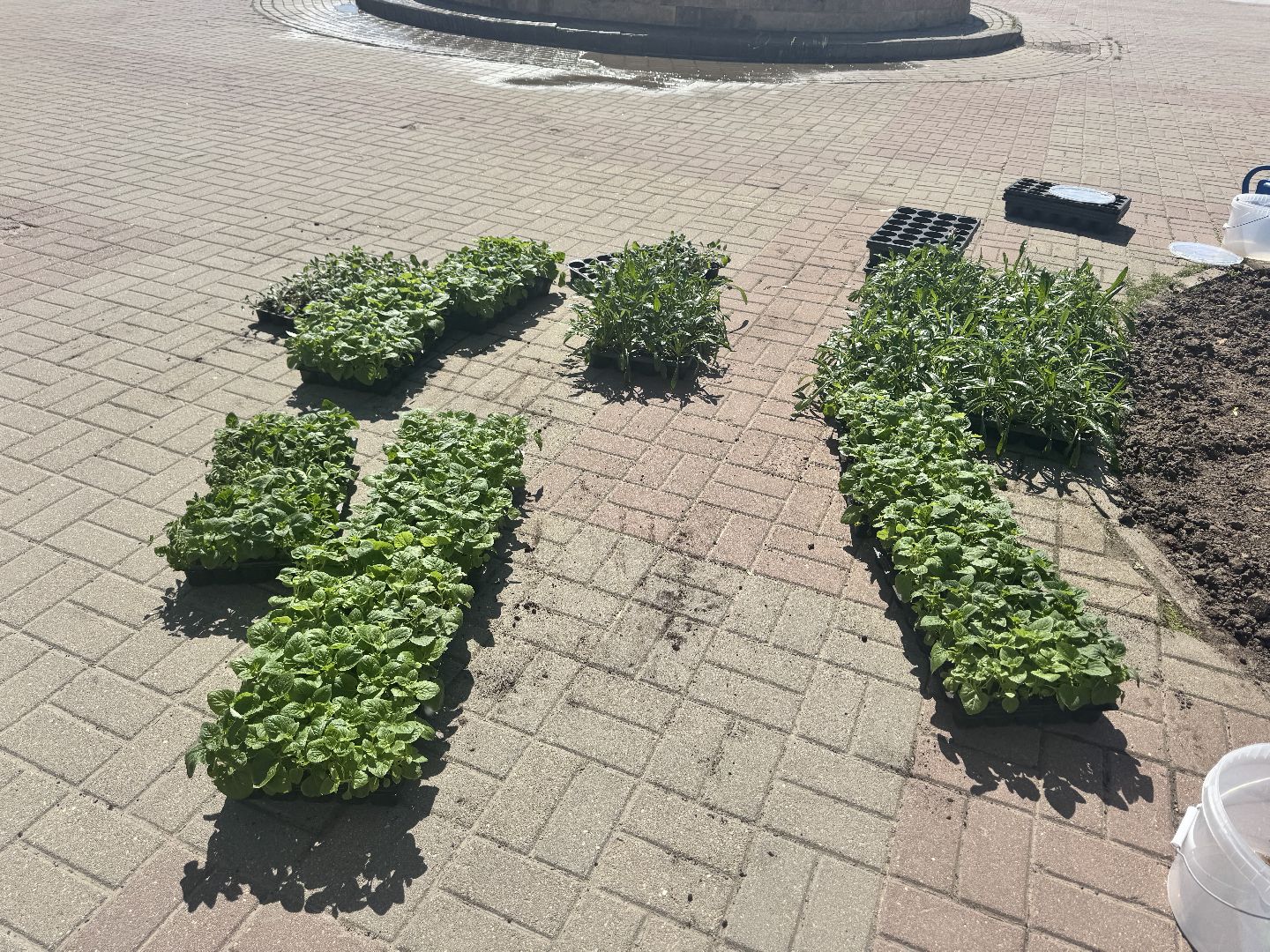 шаховская, посадка цветов, цветы, клумбы,