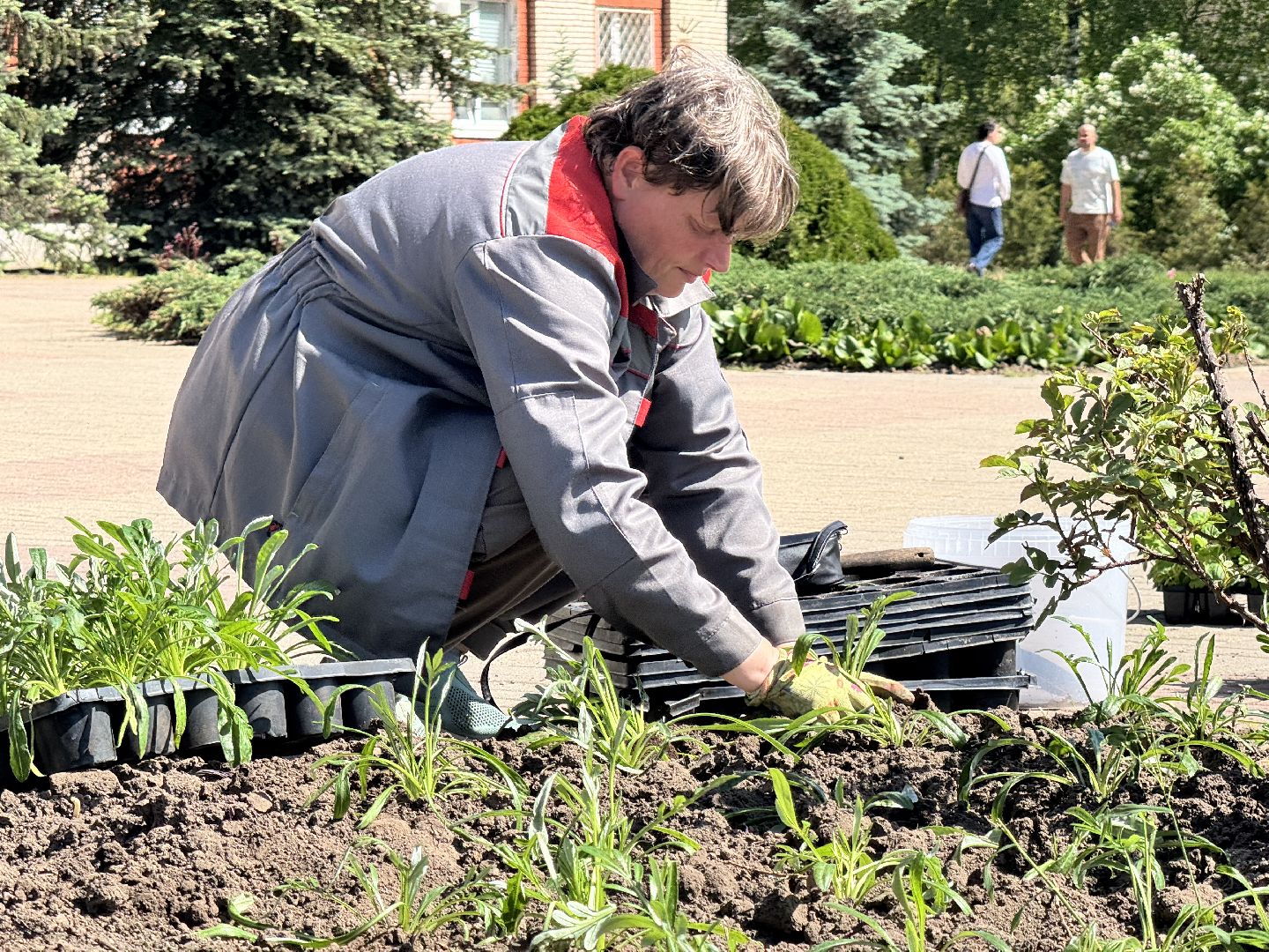 шаховская, посадка цветов, цветы, клумбы,