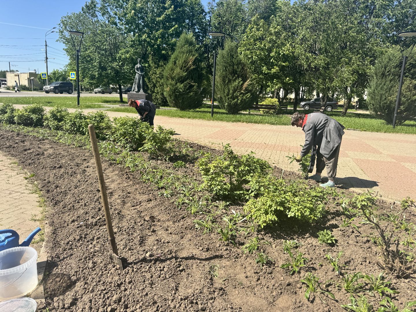 шаховская, посадка цветов, цветы, клумбы,
